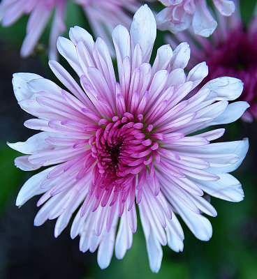 203 of 365 Chrysanthemum Purple