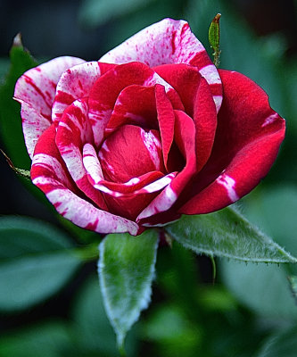Red White Rose