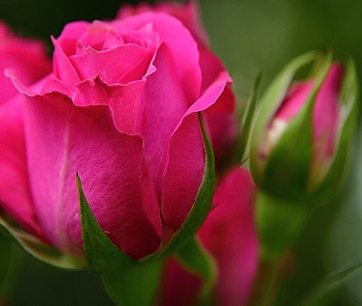 Rose Deep Pink