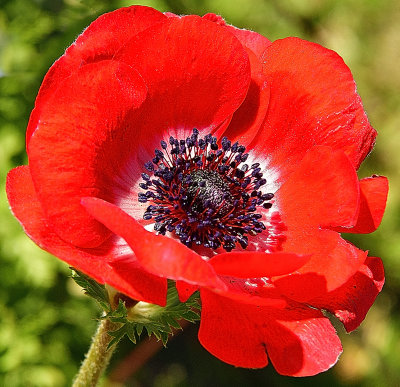 Anemone Red