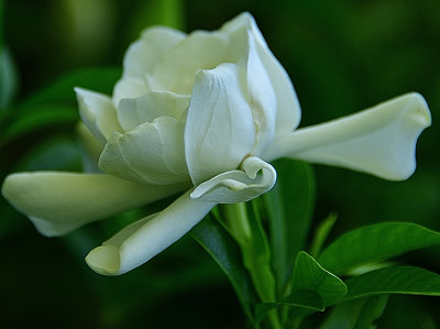 209 of 365 Fragrant Bloom