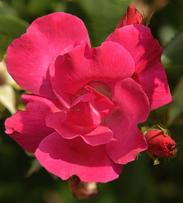 212 of 365 Rose Penelope.jpg