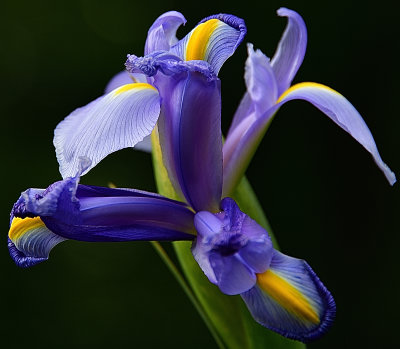216 of 365 Iris