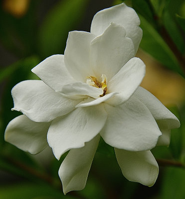 Dreamy White Gardenia