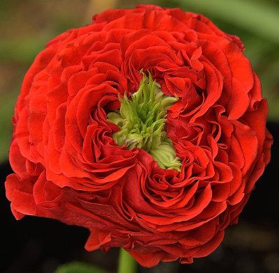 219 of 365 Garden Rose