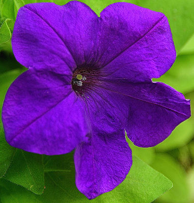 221 of 365 Purple Petunia