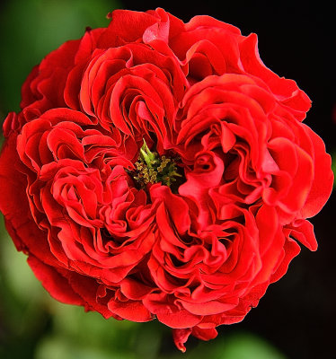 Red Garden Rose