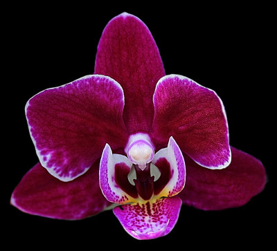 Blackberry Orchid