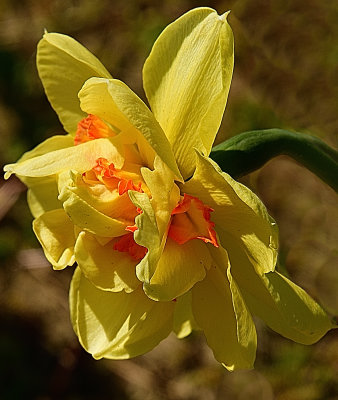 Daffodil with Orange Trim