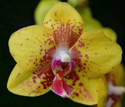 Mustard Phalaenopsis Orchid.jpg