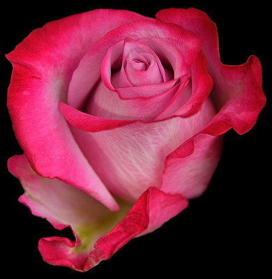 Rose Swirl.jpg