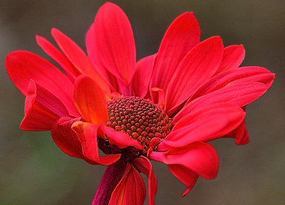 230 of 365 Flamingo Daisy