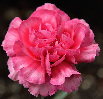 Dianthus Soft Pink