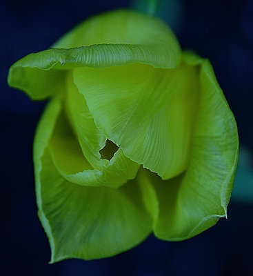 234 of 365 Tulip Macro
