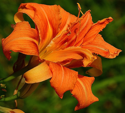 235 of 365 Orange Festival