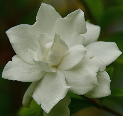 Fragrant Gardenia