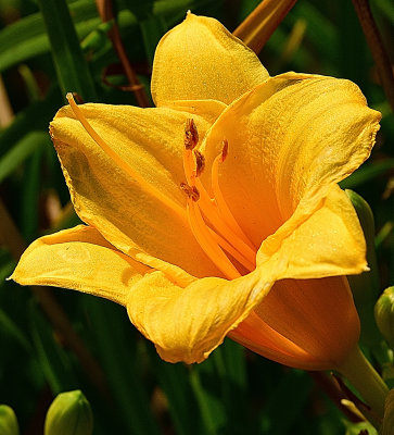 Golden Garden Lily