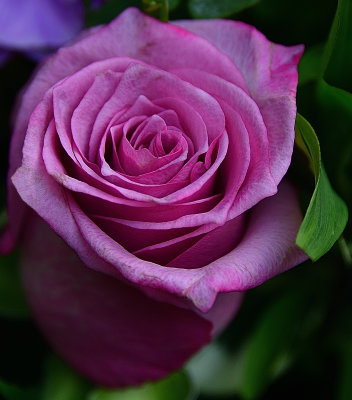 Lavender Rose.jpg