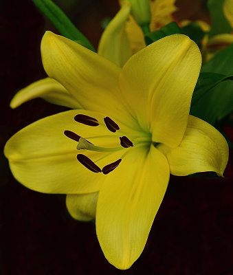 243 of 365 Golden Day Lily