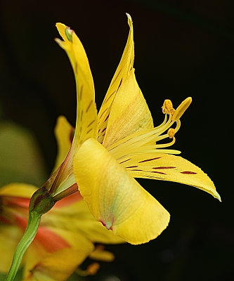 Golden Peruvian