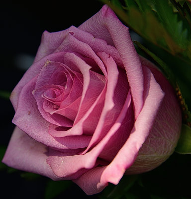 Garden Lavender Rose