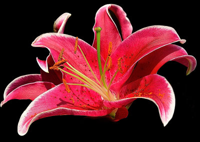Star Burgundy Lily
