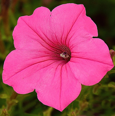 249 of 365 Petunia Pink Fancy