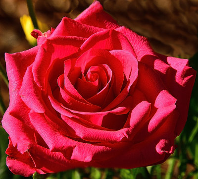 Flamingo Pink Garden Rose