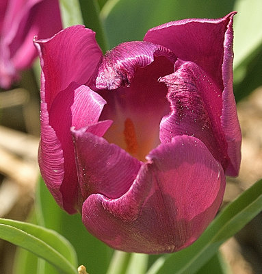 253 of 365 Tulip Purple