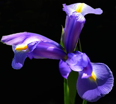 255 of 365 Iris Bloom