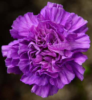 256 of 365 Lavender Lace