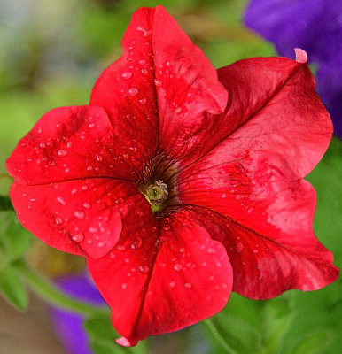 262 of 365 Petunia in the Rain