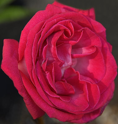Double Royale Pink Rose