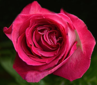 264 of 365 Pink Daiquiri Rose