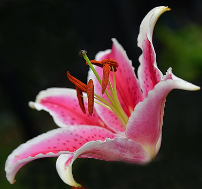 Stargazer Freshly Bloomed