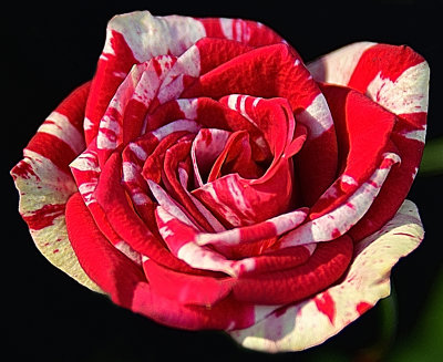 Red  White Cane Rose
