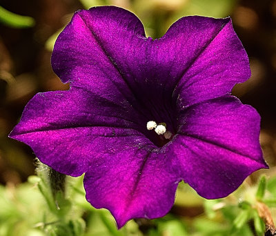 Purple Bloom.jpg