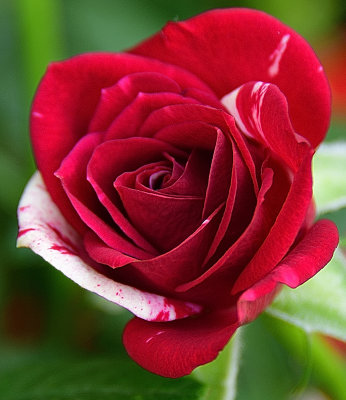 Red Cane Striped Rose