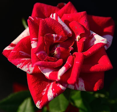 274 of 365 Red White Cane Rose