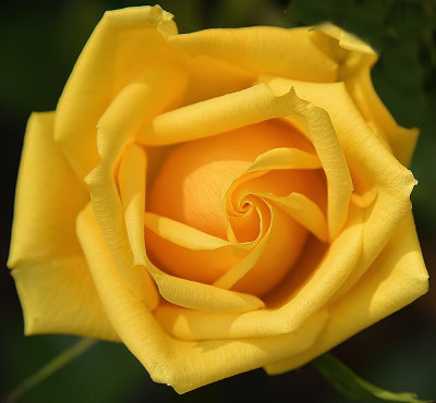 Sunshine Power Rose