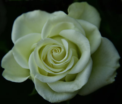 Soft White Rose