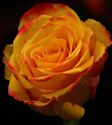 Yellow Majestic Rose