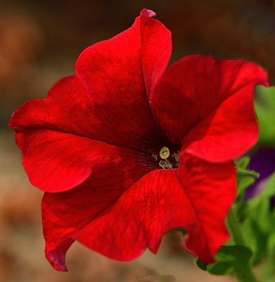 293 of 365 Really Red Petunia