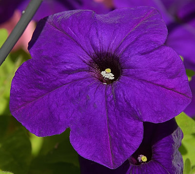 Rich Purple Petunia