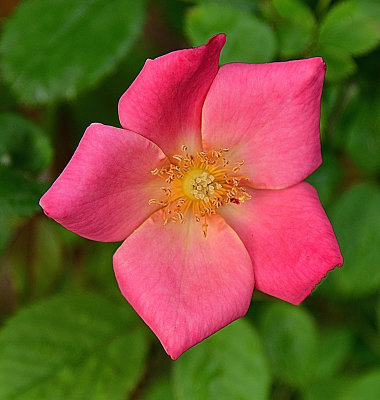 Fresh Rose Bloom Garden Pink