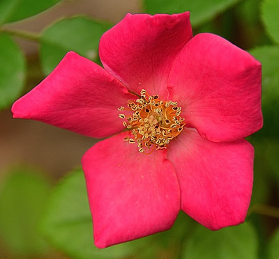Neon Pink Garden Rose