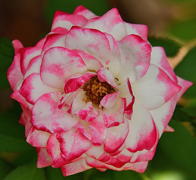 304 of 365 Cherry Parfait Rose