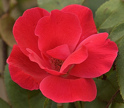 305 of 365 Salmon Pink Rose