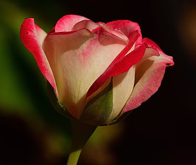 306 of 365 New Cherry Parfait Rose