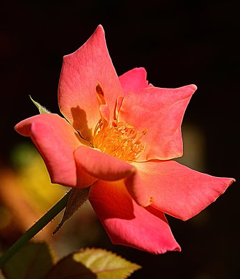 New Peachy Pink Rose